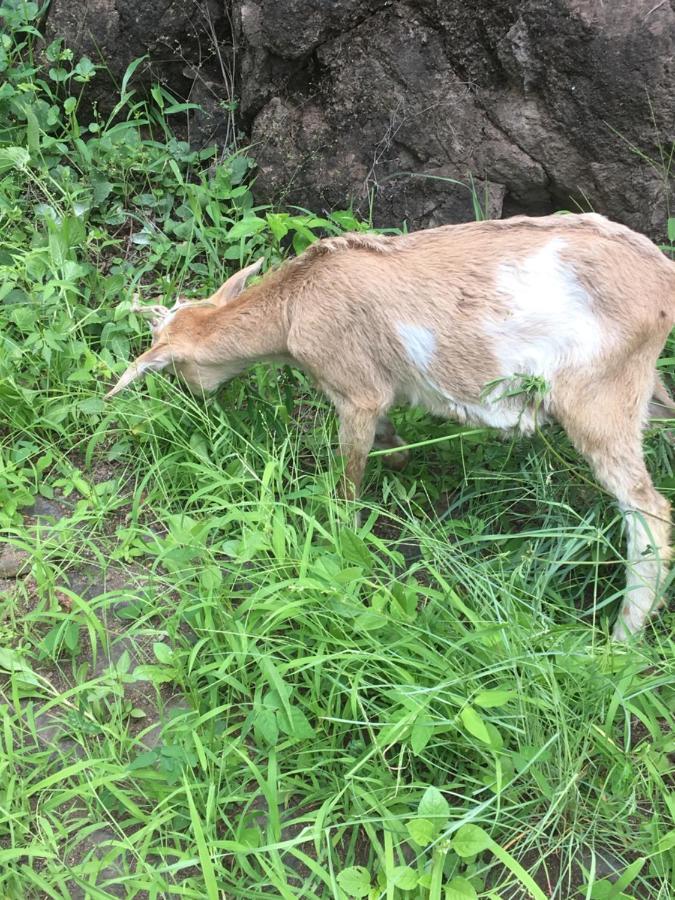 Pousada Rural Simpatia Caculi Bagian luar foto